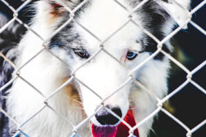 Caged dog syndrome - Causes and how to treat